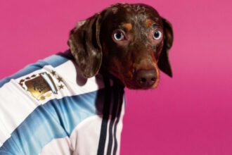 Jerseys para mascotas del Mundial 2026