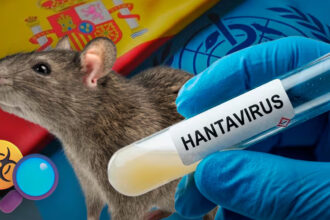 Alertan por hantavirus tras brote en crucero; Salud refuerza vigilancia en México