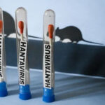 Diferencias entre hantavirus
