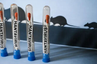 Diferencias entre hantavirus