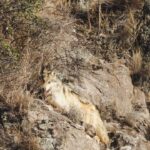 lobos mexicanos