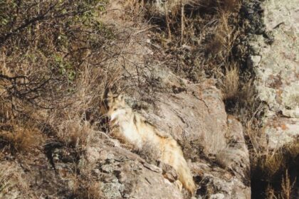 lobos mexicanos