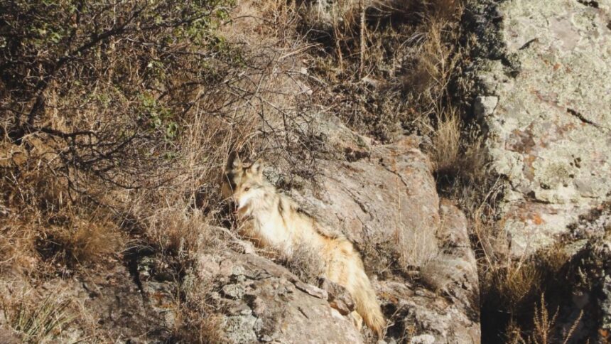 lobos mexicanos
