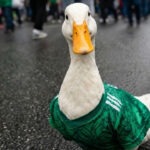 Pato ‘Merlín’