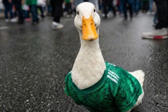 Pato ‘Merlín’