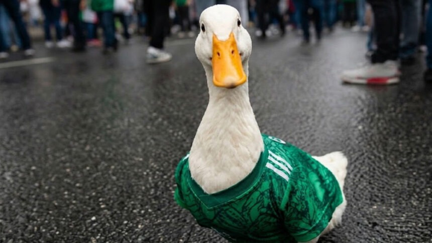 Pato ‘Merlín’