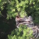 Capturan tigre de bengala que mantuvo en alerta a Tepetlaoxtoc