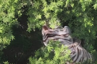 Capturan tigre de bengala que mantuvo en alerta a Tepetlaoxtoc