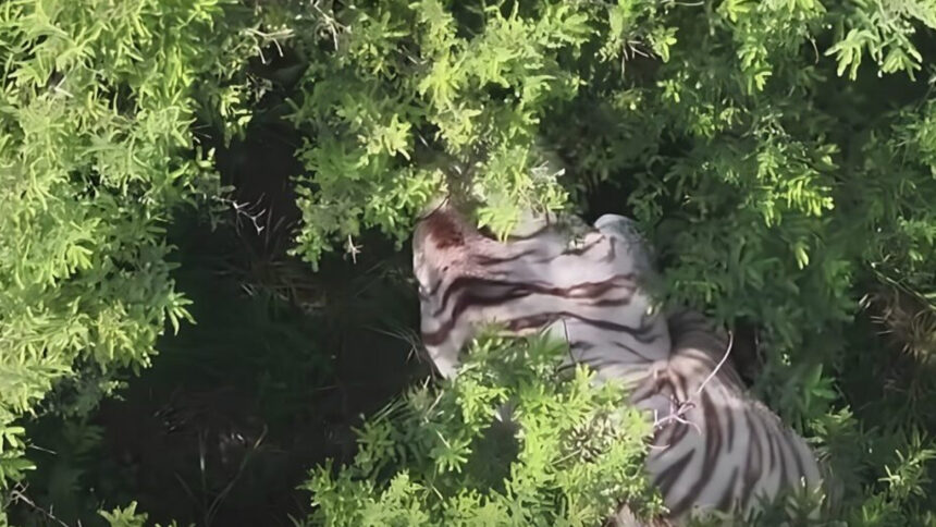 Capturan tigre de bengala que mantuvo en alerta a Tepetlaoxtoc