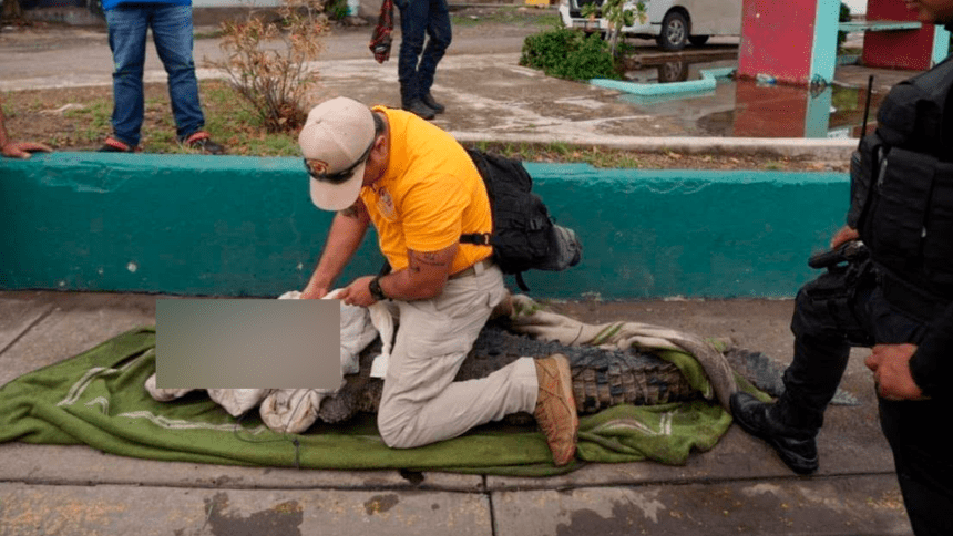 Seguridad Pública Municipal