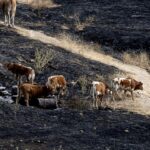 Incendios forestales en España amenazan a más de 200 animales en santuario