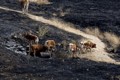 Incendios forestales en España amenazan a más de 200 animales en santuario