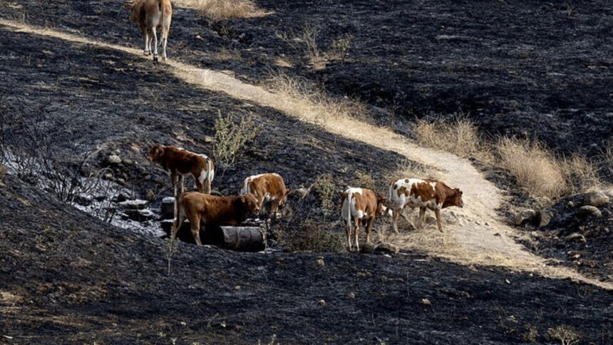 Incendios forestales en España amenazan a más de 200 animales en santuario