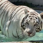 Profepa solicitará a la UNAM realizar la necropsia del tigre Kenzo tras su muerte durante operativo en Edomex