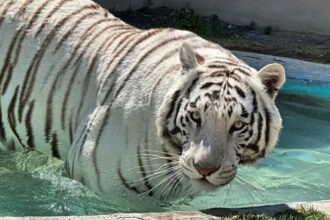 Profepa solicitará a la UNAM realizar la necropsia del tigre Kenzo tras su muerte durante operativo en Edomex