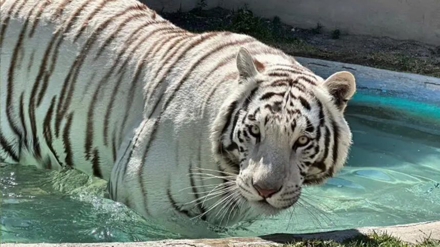 Profepa solicitará a la UNAM realizar la necropsia del tigre Kenzo tras su muerte durante operativo en Edomex
