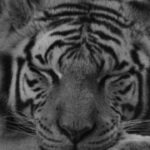 UNAM revela causa preliminar de la muerte del tigre Kenzo; Profepa continúa investigación