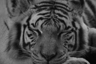UNAM revela causa preliminar de la muerte del tigre Kenzo; Profepa continúa investigación