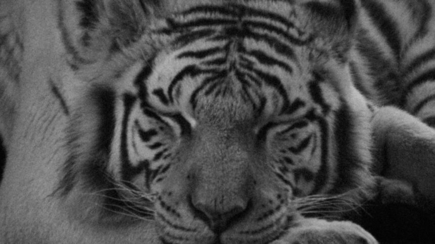 UNAM revela causa preliminar de la muerte del tigre Kenzo; Profepa continúa investigación
