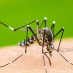 Casos de dengue en México disminuyen 30%; Salud advierte repunte en 2027