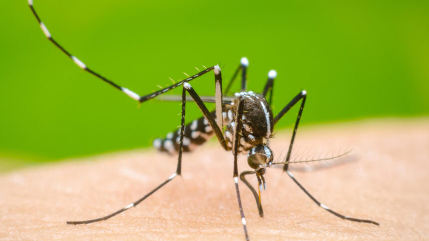 Casos de dengue en México disminuyen 30%; Salud advierte repunte en 2027