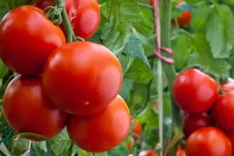 EU mantiene arancel antidumping al tomate mexicano; USITC determina que no hay cambios para retirarlo