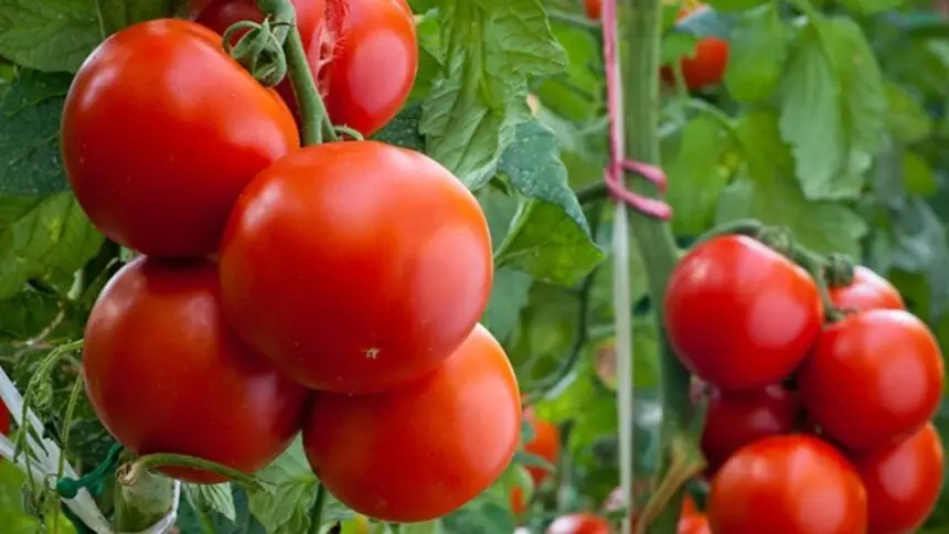 EU mantiene arancel antidumping al tomate mexicano; USITC determina que no hay cambios para retirarlo