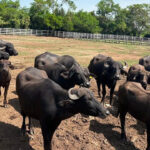 Golpe al tráfico de fauna en Tamaulipas: aseguran tigres, jaguares y más de 100 animales