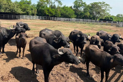 Golpe al tráfico de fauna en Tamaulipas: aseguran tigres, jaguares y más de 100 animales