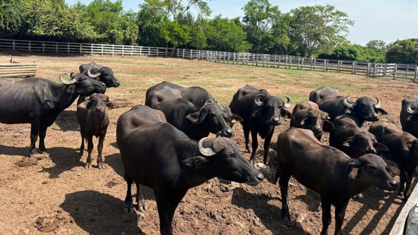 Golpe al tráfico de fauna en Tamaulipas: aseguran tigres, jaguares y más de 100 animales