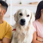 Proponen pensión para mascotas en CDMX tras separación de parejas