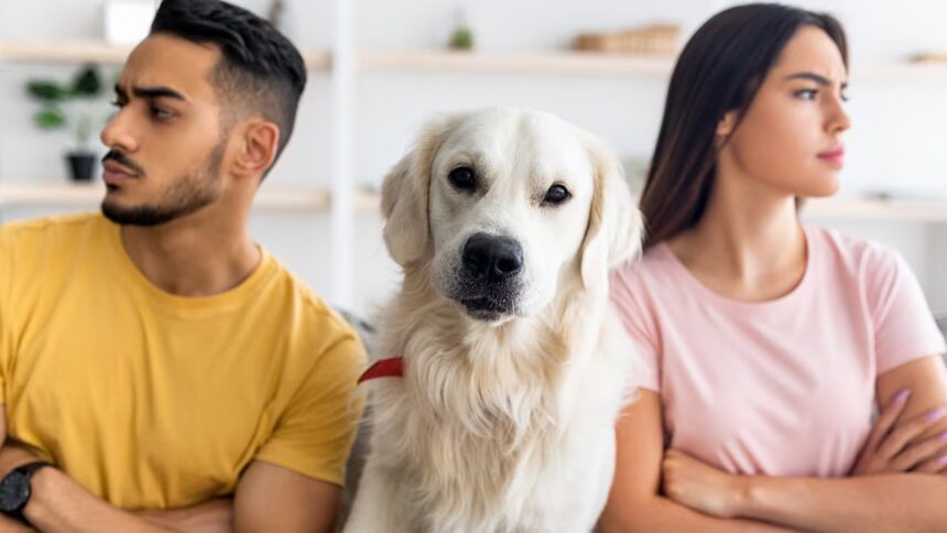 Proponen pensión para mascotas en CDMX tras separación de parejas