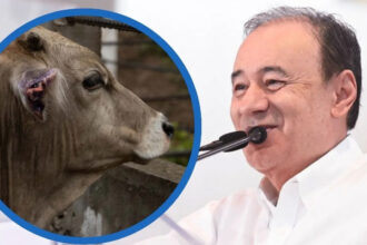 Sonora reabre exportación de ganado