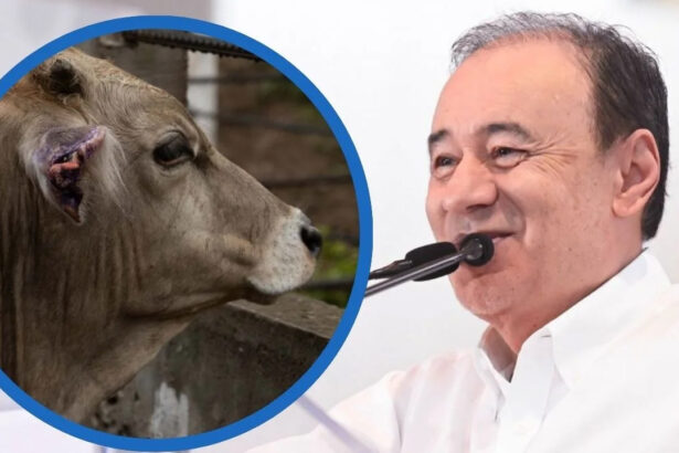 Sonora reabre exportación de ganado