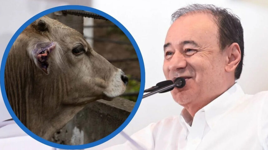 Sonora reabre exportación de ganado