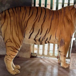 Tigre