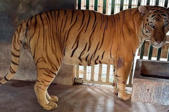 Tigre