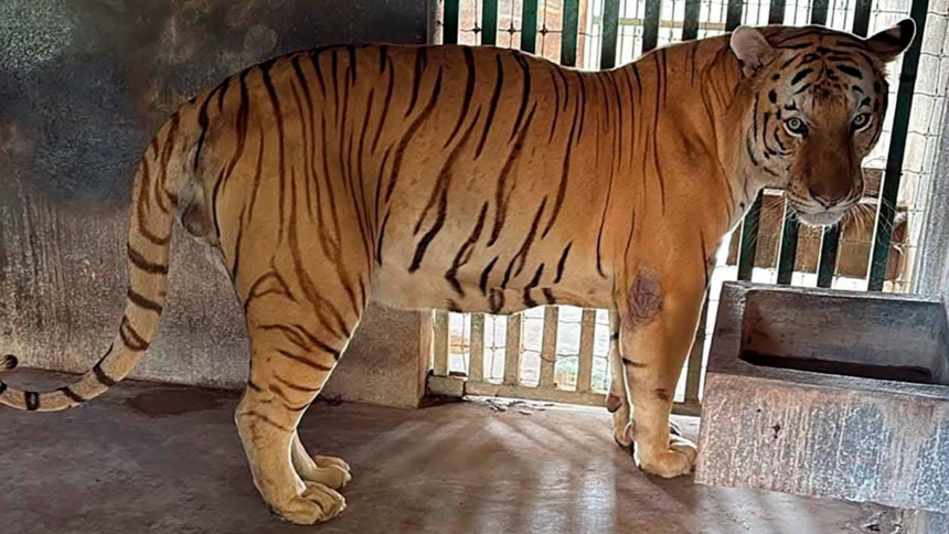 Tigre