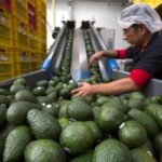 aguacate en Michoacán