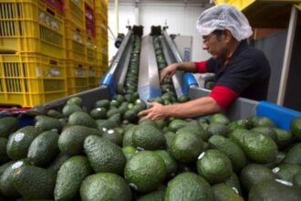 aguacate en Michoacán