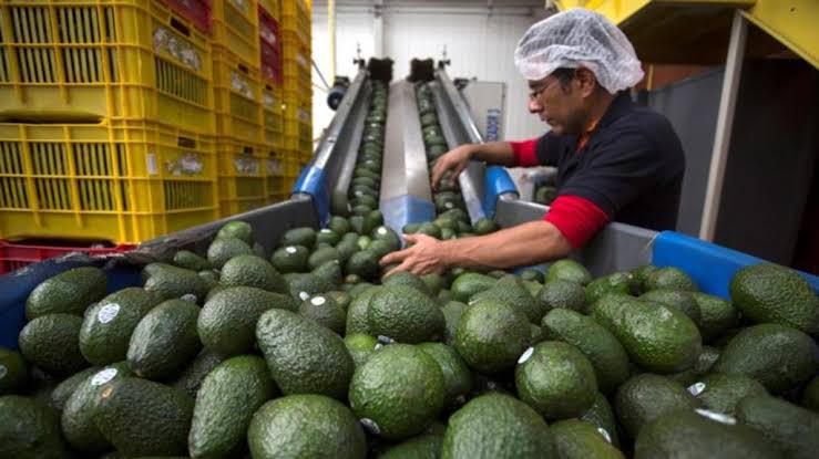 aguacate en Michoacán
