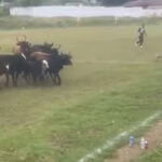 ¡Insólito! Vacas invaden cancha de futbol en Michoacán y se vuelven virales