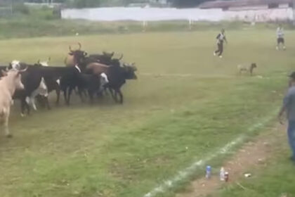¡Insólito! Vacas invaden cancha de futbol en Michoacán y se vuelven virales