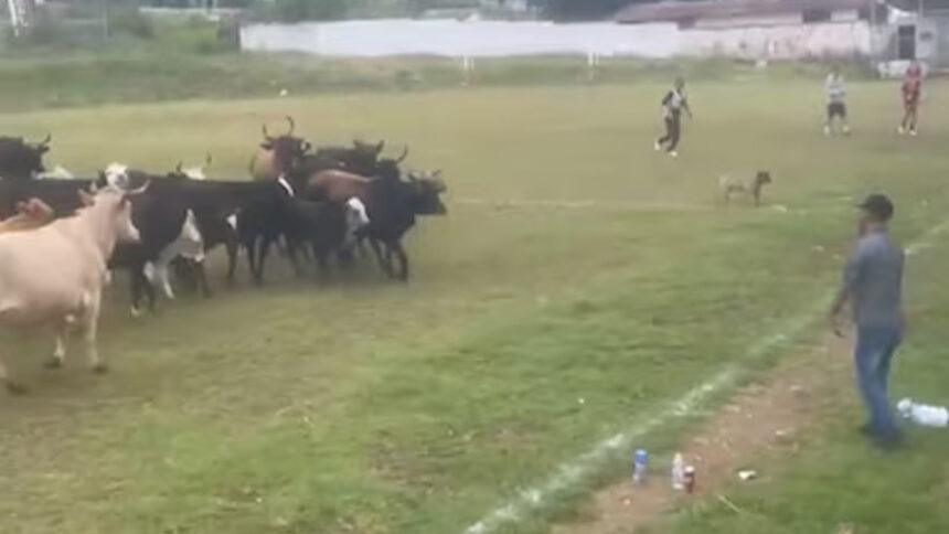 ¡Insólito! Vacas invaden cancha de futbol en Michoacán y se vuelven virales